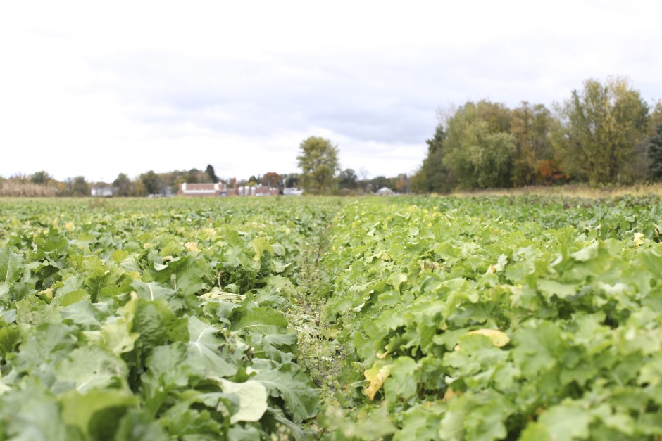 How many fields of parsnips do you want me to plant this year? |Clover ...